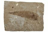 Miocene Fossil Leaf (Cedrela) - Nebraska #262743-1